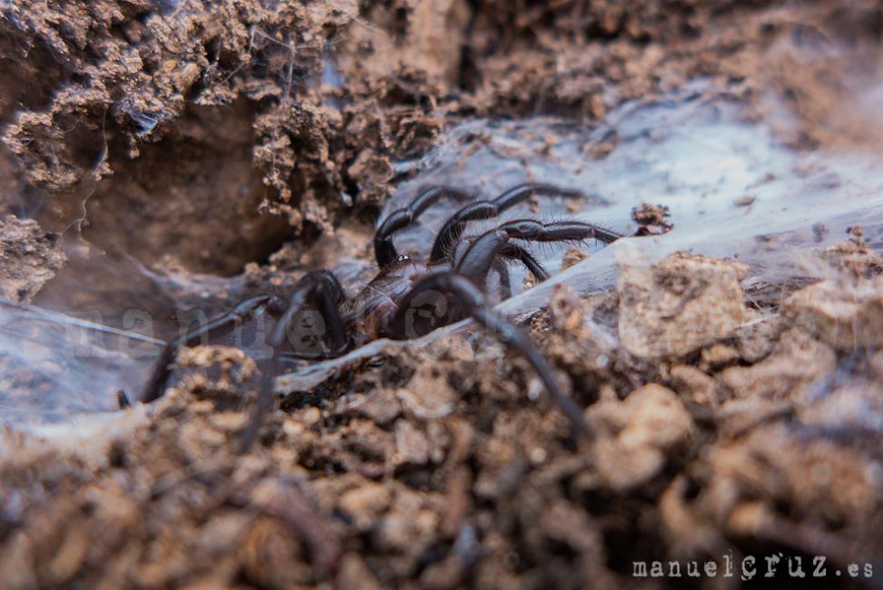 Araña de los alcornocales (Macrothele calpeiana)